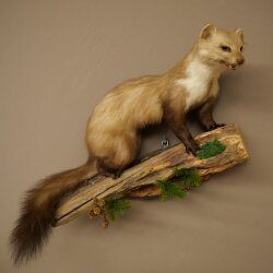 Marder Steinmarder Präparat Deko Höhe 40 cm Tierpräparat 89.5.252