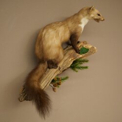 Marder Steinmarder Präparat Deko Höhe 40 cm Tierpräparat 89.5.252
