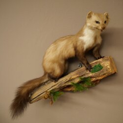 Marder Steinmarder Präparat Deko Höhe 40 cm Tierpräparat 89.5.252