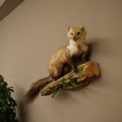 Marder Steinmarder Präparat Deko Höhe 40 cm Tierpräparat 89.5.252
