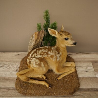 Rehkitz Präparat liegend auf Deko Platte Reh Kitz Höhe 34 cm Bambi Tierpräparat 89.11.81