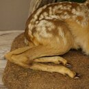 Rehkitz Präparat liegend auf Deko Platte Reh Kitz Höhe 34 cm Bambi Tierpräparat 89.11.81