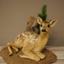 Rehkitz Präparat liegend auf Deko Platte Reh Kitz Höhe 34 cm Bambi Tierpräparat 89.11.81