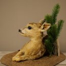 Rehkitz Präparat liegend auf Deko Platte Reh Kitz Höhe 34 cm Bambi Tierpräparat 89.11.81
