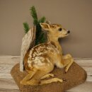 Rehkitz Präparat liegend auf Deko Platte Reh Kitz Höhe 34 cm Bambi Tierpräparat 89.11.81