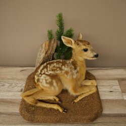 Rehkitz Präparat liegend auf Deko Platte Reh Kitz Höhe 34 cm Bambi Tierpräparat 89.11.81