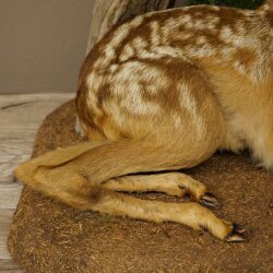 Rehkitz Präparat liegend auf Deko Platte Reh Kitz Höhe 34 cm Bambi Tierpräparat 89.11.81