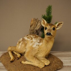 Rehkitz Präparat liegend auf Deko Platte Reh Kitz Höhe 34 cm Bambi Tierpräparat 89.11.81