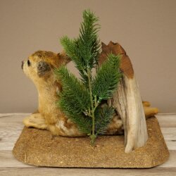 Rehkitz Präparat liegend auf Deko Platte Reh Kitz Höhe 34 cm Bambi Tierpräparat 89.11.81