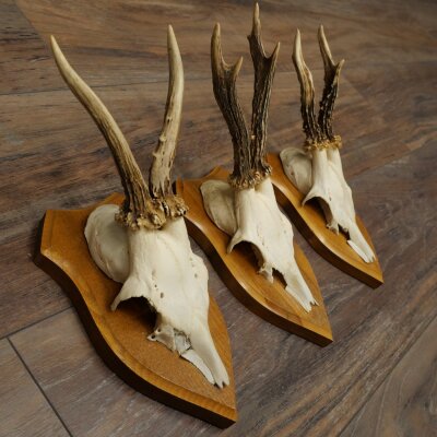 3-Piece Set of Roe Deer Antlers—Older Roe Bucks, Roe Buck, Roe Buck Antlers—Mounted on Trophy Plaques 21,486