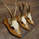 3-Piece Set of Roe Deer Antlers—Older Roe Bucks,...