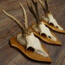 3-Piece Set of Roe Deer Antlers—Older Roe Bucks, Roe Buck, Roe Buck Antlers—Mounted on Trophy Plaques 21,486