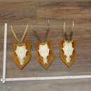 3-Piece Set of Roe Deer Antlers—Older Roe Bucks,...