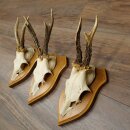 3-Piece Set of Roe Deer Antlers—Older Roe Bucks, Roe Buck, Roe Buck Antlers—Mounted on Trophy Plaques 21,486