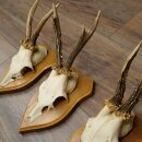 3-Piece Set of Roe Deer Antlers—Older Roe Bucks, Roe Buck, Roe Buck Antlers—Mounted on Trophy Plaques 21,486