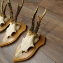 3-Piece Set of Roe Deer Antlers—Older Roe Bucks, Roe Buck, Roe Buck Antlers—Mounted on Trophy Plaques 21,486