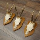 3-Piece Set of Roe Deer Antlers—Older Roe Bucks, Roe Buck, Roe Buck Antlers—Mounted on Trophy Plaques 21,486