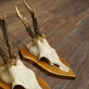 3-Piece Set of Roe Deer Antlers—Older Roe Bucks, Roe Buck, Roe Buck Antlers—Mounted on Trophy Plaques 21,486