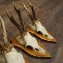 3-Piece Set of Roe Deer Antlers—Older Roe Bucks, Roe Buck, Roe Buck Antlers—Mounted on Trophy Plaques 21,486