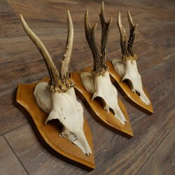 3-Piece Set of Roe Deer Antlers—Older Roe Bucks, Roe Buck, Roe Buck Antlers—Mounted on Trophy Plaques 21,486