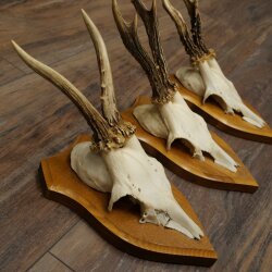 3-Piece Set of Roe Deer Antlers—Older Roe Bucks, Roe Buck, Roe Buck Antlers—Mounted on Trophy Plaques 21,486