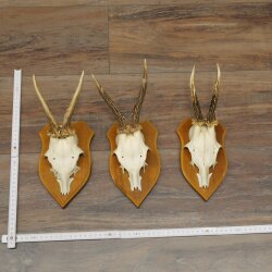 3-Piece Set of Roe Deer Antlers—Older Roe Bucks, Roe Buck, Roe Buck Antlers—Mounted on Trophy Plaques 21,486