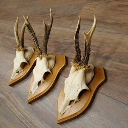 3-Piece Set of Roe Deer Antlers—Older Roe Bucks, Roe Buck, Roe Buck Antlers—Mounted on Trophy Plaques 21,486