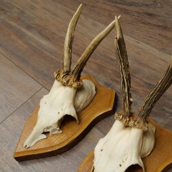 3-Piece Set of Roe Deer Antlers—Older Roe Bucks, Roe Buck, Roe Buck Antlers—Mounted on Trophy Plaques 21,486
