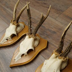 3-Piece Set of Roe Deer Antlers—Older Roe Bucks, Roe Buck, Roe Buck Antlers—Mounted on Trophy Plaques 21,486