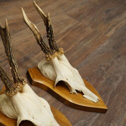 3-Piece Set of Roe Deer Antlers—Older Roe Bucks, Roe Buck, Roe Buck Antlers—Mounted on Trophy Plaques 21,486