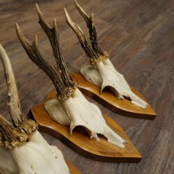 3-Piece Set of Roe Deer Antlers—Older Roe Bucks, Roe Buck, Roe Buck Antlers—Mounted on Trophy Plaques 21,486