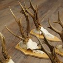 5-Piece Roe Deer Antler Set (Male Roe Deer) on Trophy Plaques 21,493