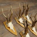 5-Piece Roe Deer Antler Set (Male Roe Deer) on Trophy Plaques 21,493