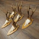 5-Piece Roe Deer Antler Set (Male Roe Deer) on Trophy Plaques 21,493