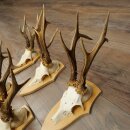5-Piece Roe Deer Antler Set (Male Roe Deer) on Trophy Plaques 21,493