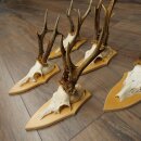 5-Piece Roe Deer Antler Set (Male Roe Deer) on Trophy Plaques 21,493