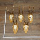 5-Piece Roe Deer Antler Set (Male Roe Deer) on Trophy Plaques 21,493