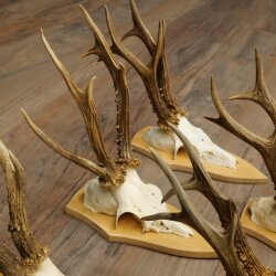 5-Piece Roe Deer Antler Set (Male Roe Deer) on Trophy Plaques 21,493