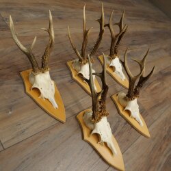 5-Piece Roe Deer Antler Set (Male Roe Deer) on Trophy Plaques 21,493