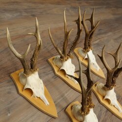 5-Piece Roe Deer Antler Set (Male Roe Deer) on Trophy Plaques 21,493