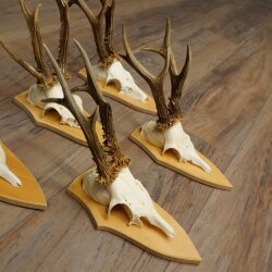 5-Piece Roe Deer Antler Set (Male Roe Deer) on Trophy Plaques 21,493