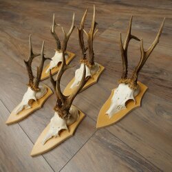 5-Piece Roe Deer Antler Set (Male Roe Deer) on Trophy Plaques 21,493