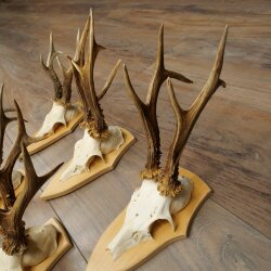 5-Piece Roe Deer Antler Set (Male Roe Deer) on Trophy Plaques 21,493