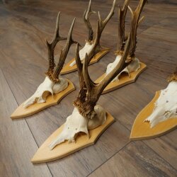 5-Piece Roe Deer Antler Set (Male Roe Deer) on Trophy Plaques 21,493