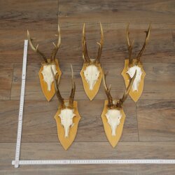 5-Piece Roe Deer Antler Set (Male Roe Deer) on Trophy Plaques 21,493