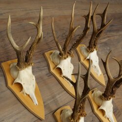 5-Piece Roe Deer Antler Set (Male Roe Deer) on Trophy Plaques 21,493