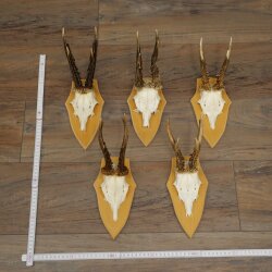 Rehgeweihe 5 Stück stärkere Rehböcke Reh Bock Geweihe Set auf Schilder 21.494