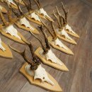 15 Roe Deer Antlers—Larger Roe Bucks—Roe Buck Antler Set on Trophy Plaques 21,495