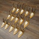 15 Roe Deer Antlers—Larger Roe Bucks—Roe Buck Antler Set on Trophy Plaques 21,495