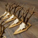 15 Roe Deer Antlers—Larger Roe Bucks—Roe Buck Antler Set on Trophy Plaques 21,495